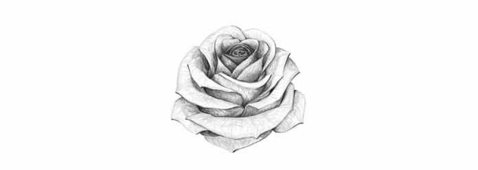 How To Draw Rose Final 696x248 
